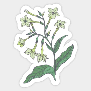 Jasmine tobacco floral pattern Sticker